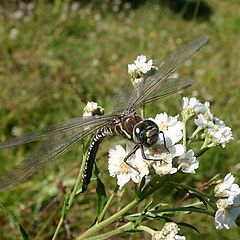 photo "Dragonfly 1"