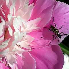 photo "a bug and a flower"