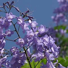 photo "From my garden"