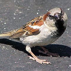 photo "Where the Sparrow had dinner?"