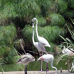 photo "Love Birds"