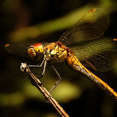 photo "Waiting point"