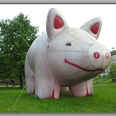 photo "Pig"