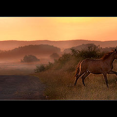 photo "Free"