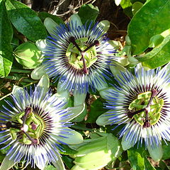 фото "passiflora"