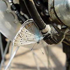 photo "Techno butterfly"