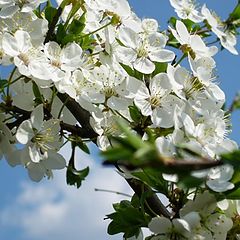 photo "May"