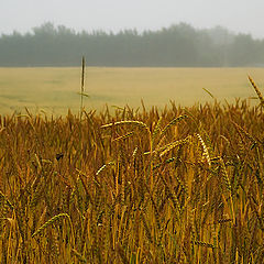 photo "Gold field"