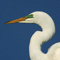 photo "great white heron"