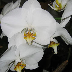 фото "Орхидея"