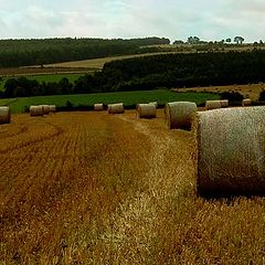 photo "a summer field"