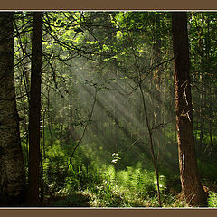 photo "forest..."