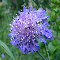 photo "Meadow flower"