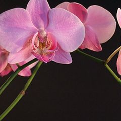 фото "Orchidйe"