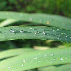 photo "After rain"