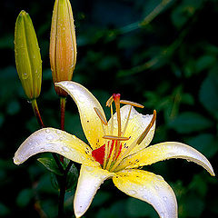 photo "Tender rain will rustle on a grass..."