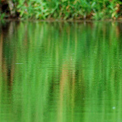 photo "The green mirror..."