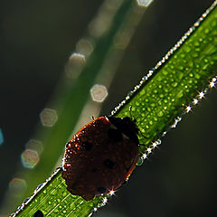 photo "Ladybird in stars"