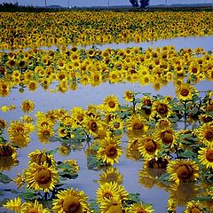 photo "dying sunflower"