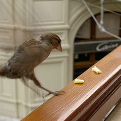 photo "Hunting for meal"