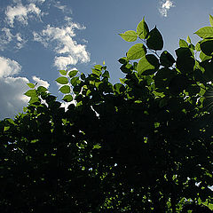 photo "Through Leaves"