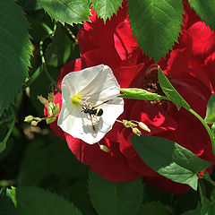 photo "Busy bee"