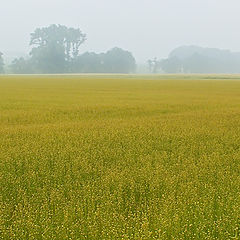 photo "Flax, my flax... (words from the forgotten song)"