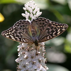 photo "butterfly on lisymachia"