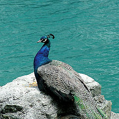 photo "Peacock"