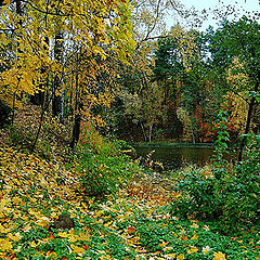 photo "early rainy autumn"