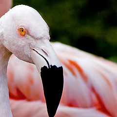 photo "Flamingo"