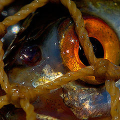 photo "Fish eye"