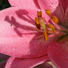 photo "Lily"