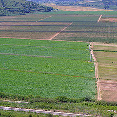 photo "green fields"