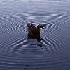 photo "Duck among rings"