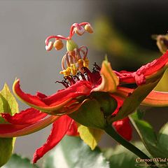 фото "" Red Passion " ."