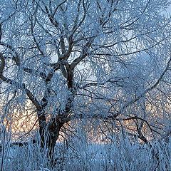 фото "Blue willow"