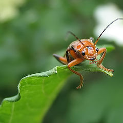 photo "wanderer"