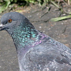 photo "Portrait of Mr. of the Pigeon"