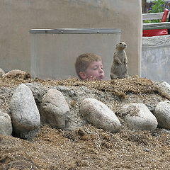 photo "Prairie Dogs"