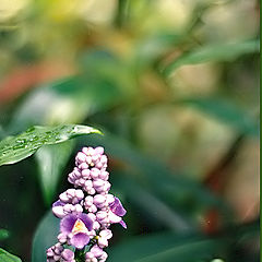 photo "Lilac simplicity"