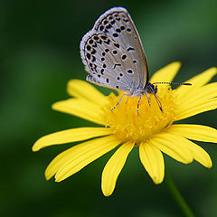 фото "Butterfly on Yellow Flower"