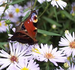 photo "About flowers and butterflies"