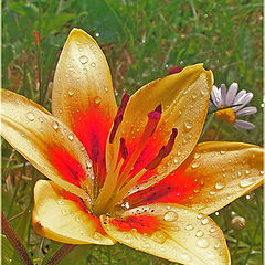 photo "Lily"