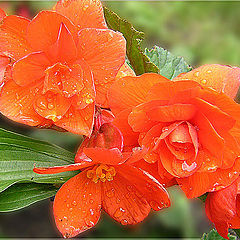 photo "Bright flowers."