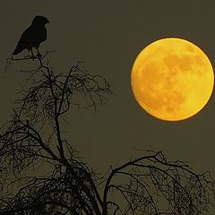 фото "Птица, дерево и луна"