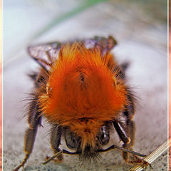 photo "Bumble-bee"