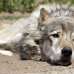 photo "The wolf dreams"