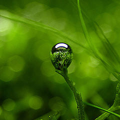 photo "Riccia fluitans"