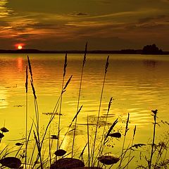 photo "Sunset grasses"